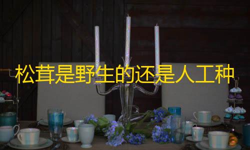 QQ飞车科技外挂辅助松茸是野生的还是人工种的